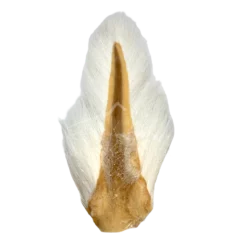 Wapsi Fly Hair & Fur Bucktail 19 Wapsi Fly Hair & Fur Bucktail